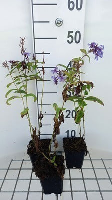 Phlox (p) 'Blue Paradise'