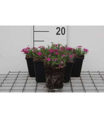 Phlox (d) 'Crackerjack'