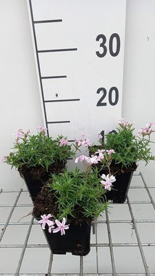 Phlox (s) 'Candy Stripes'