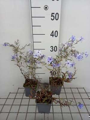 Phlox divar. 'Chattahoochee'