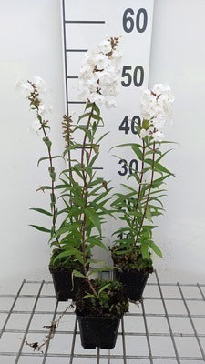 Phlox (m) 'Delta'