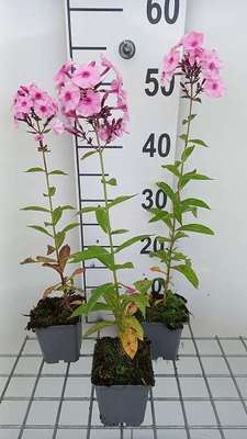 Phlox (p) 'Herbstwalzer'