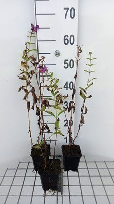 Phlox (p) 'The King'