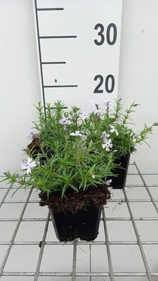 Phlox (s) 'G.f. Wilson'