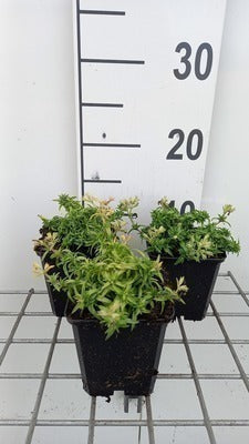 Phlox (s) 'Maischnee' (= 'snow queen')