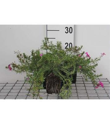 Phlox (s) 'Mcdaniel's Cushion'