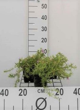 Phlox (s) 'Moerheimii'