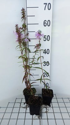 Phlox (m) 'Rosalinde'