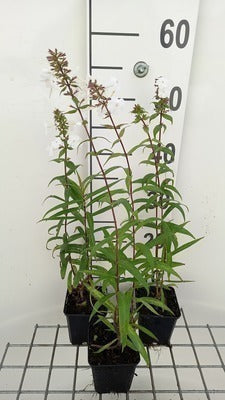 Phlox (m) 'Omega'