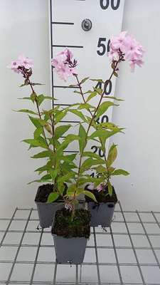 Phlox (p) 'Rosa Pastell'
