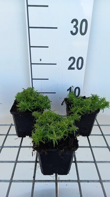 Phlox (s) 'Samson'