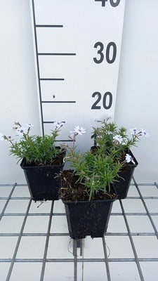 Phlox (s) 'Bavaria'