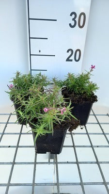 Phlox (s) 'Scarlet Flame'