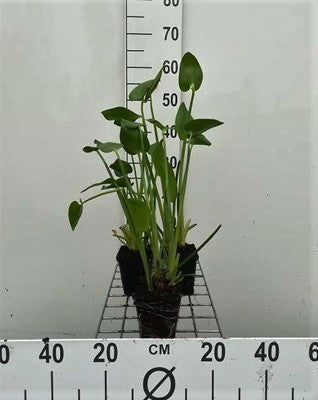 Pontederia cordata