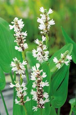 Pontederia cord. 'White Pike' (= 'alba')