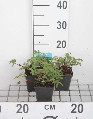 Potentilla palustris