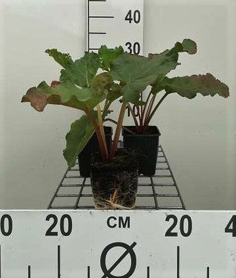 Rheum rhabarbarum
