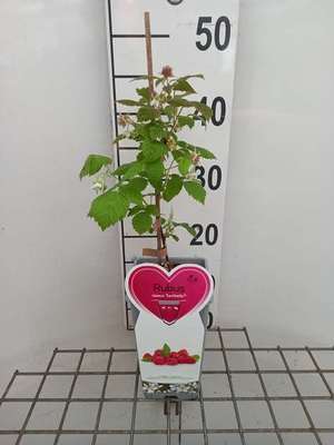 Rubus id. 'Sanibelle'®