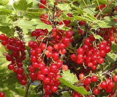 Ribes rubrum rood/rouge