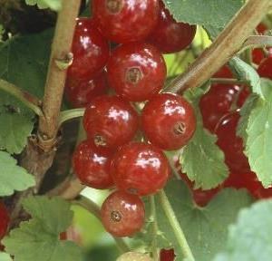 Ribes rubr. 'Jonkheer van Tets'