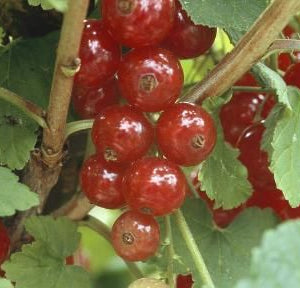 Ribes rubr. 'Jonkheer van Tets'
