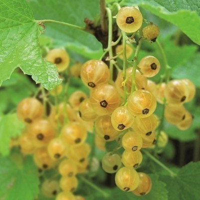 Ribes rubr. 'Werdavia'