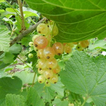 Ribes rubrum wit/blanc