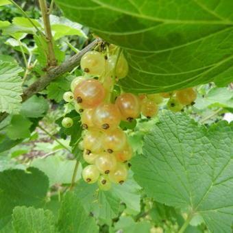 Ribes rubrum wit/blanc