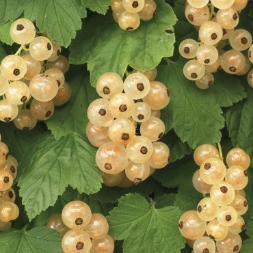 Ribes rubr. 'Witte Parel'