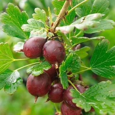 Ribes u.-c. 'Captivator'