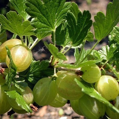 Ribes u.-c. 'Hinnonmaki Grön'