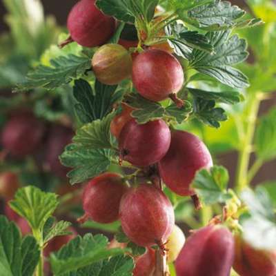 Ribes u.-c. 'Hinnonmaki Röd'