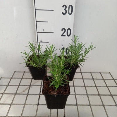 Rosmarinus off. 'Albiflorus'