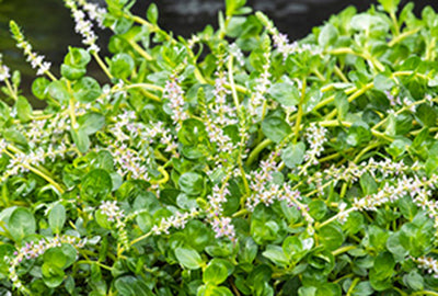 Rotala rot. 'Green'