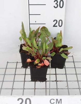 Rumex acetosa