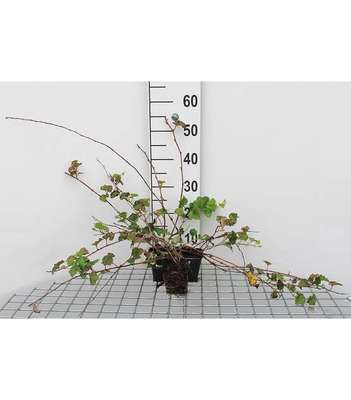 Rubus hybr. 'Betty Ashburner'