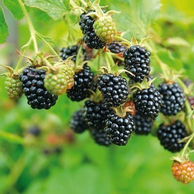 Rubus frut. 'Black Satin'