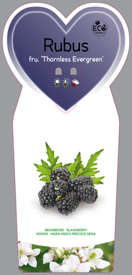 Rubus frut. 'Thornless Evergreen'