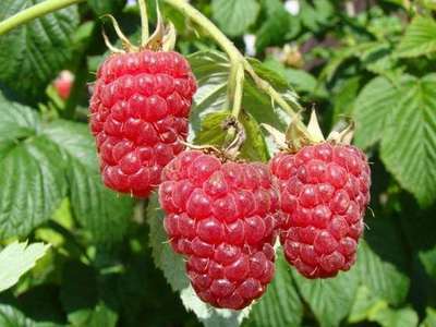 Rubus id. 'Autumn Bliss'