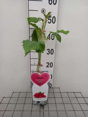 Rubus id. 'Enrosadira' ®