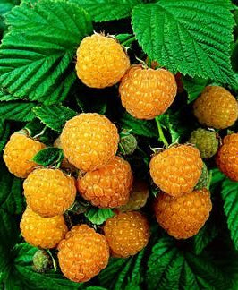 Rubus id. 'Fallgold'