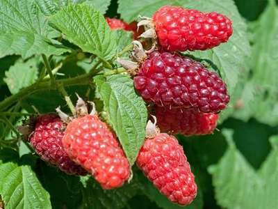 Rubus id. 'Heritage'
