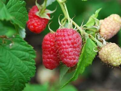 Rubus id. 'Meeker'