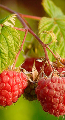 Rubus id. 'Malling Promise'