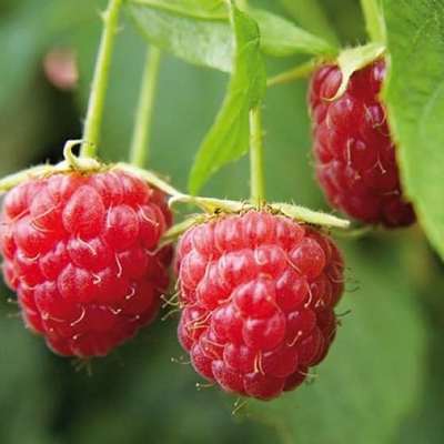 Rubus id. 'Schönemann'