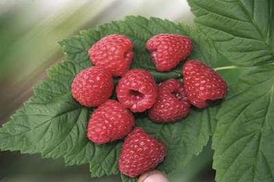 Rubus id. twotimer 'Sugana Red'®