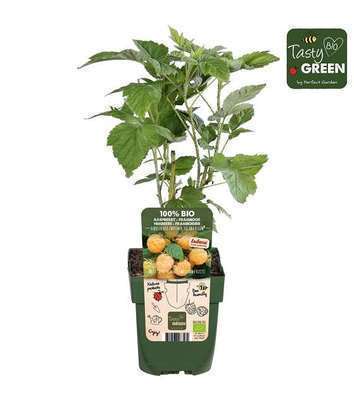 Rubus id. twotimer 'Sugana Yellow'®