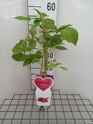 Rubus id. 'Willamette'