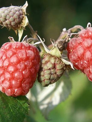 Rubus id. 'Zefa Herbsternte'