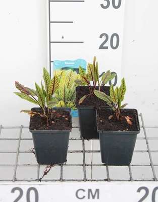Rumex sanguineus